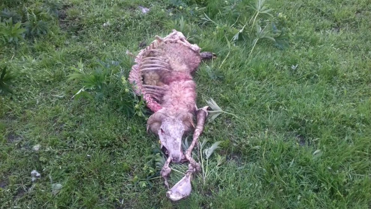 Imagen de la oveja muerta ayer de madrugada en Bagergue.