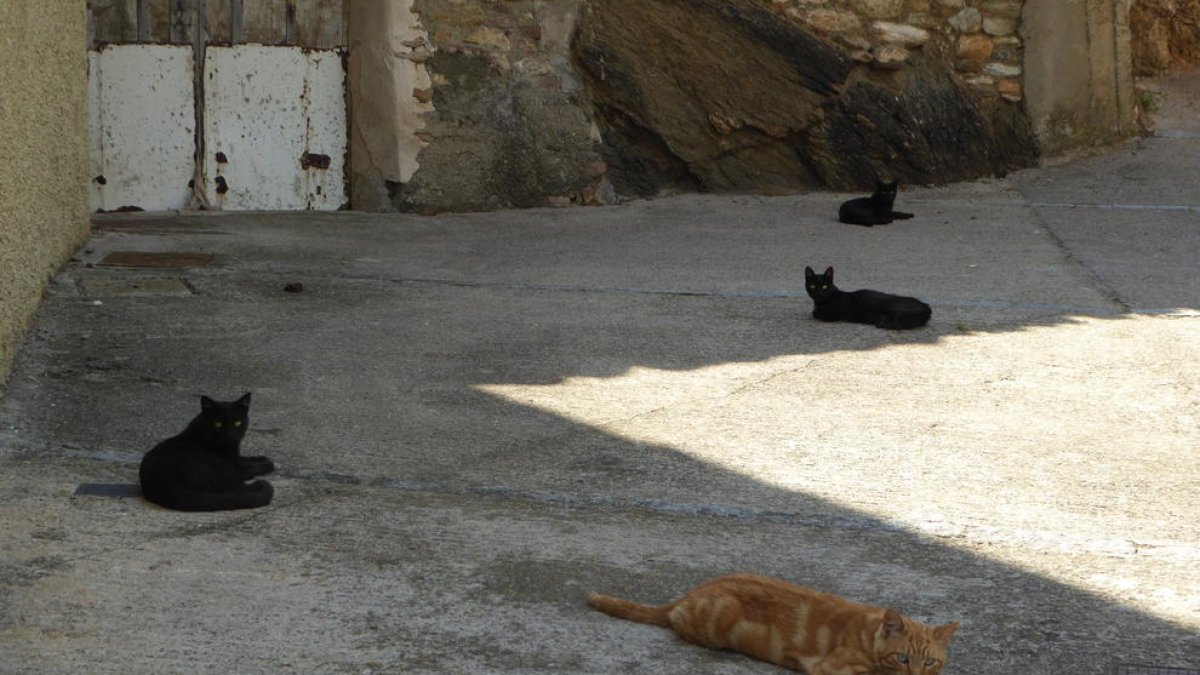 Gats a l'ombra