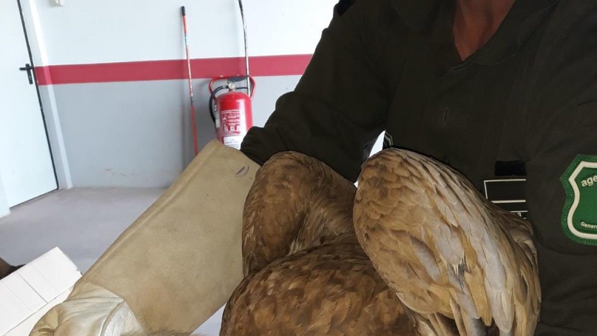 Imatge de l’exemplar de voltor capturat pels Agents Rurals.