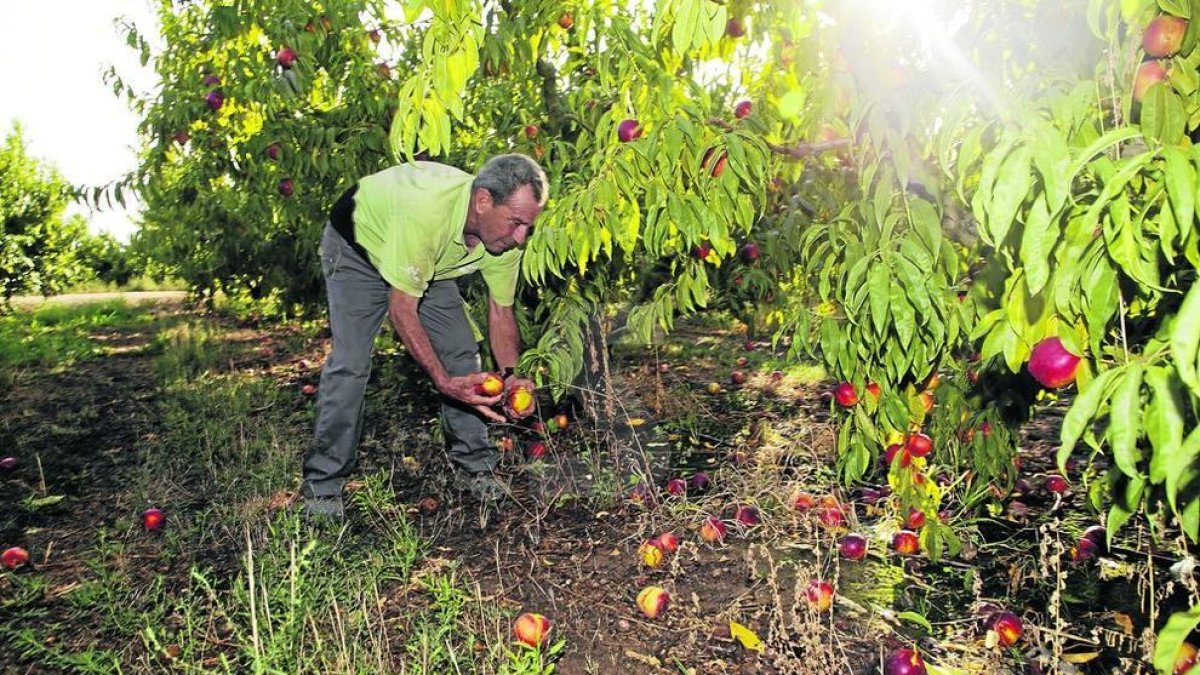 Un agricultor en Torres de Segre revisa frutos caídos y los efectos tras la tormenta ayer.