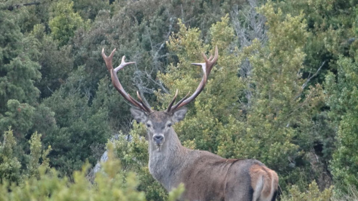 Imatge d’un cérvol a la Reserva Nacional de Caça de Boumort.