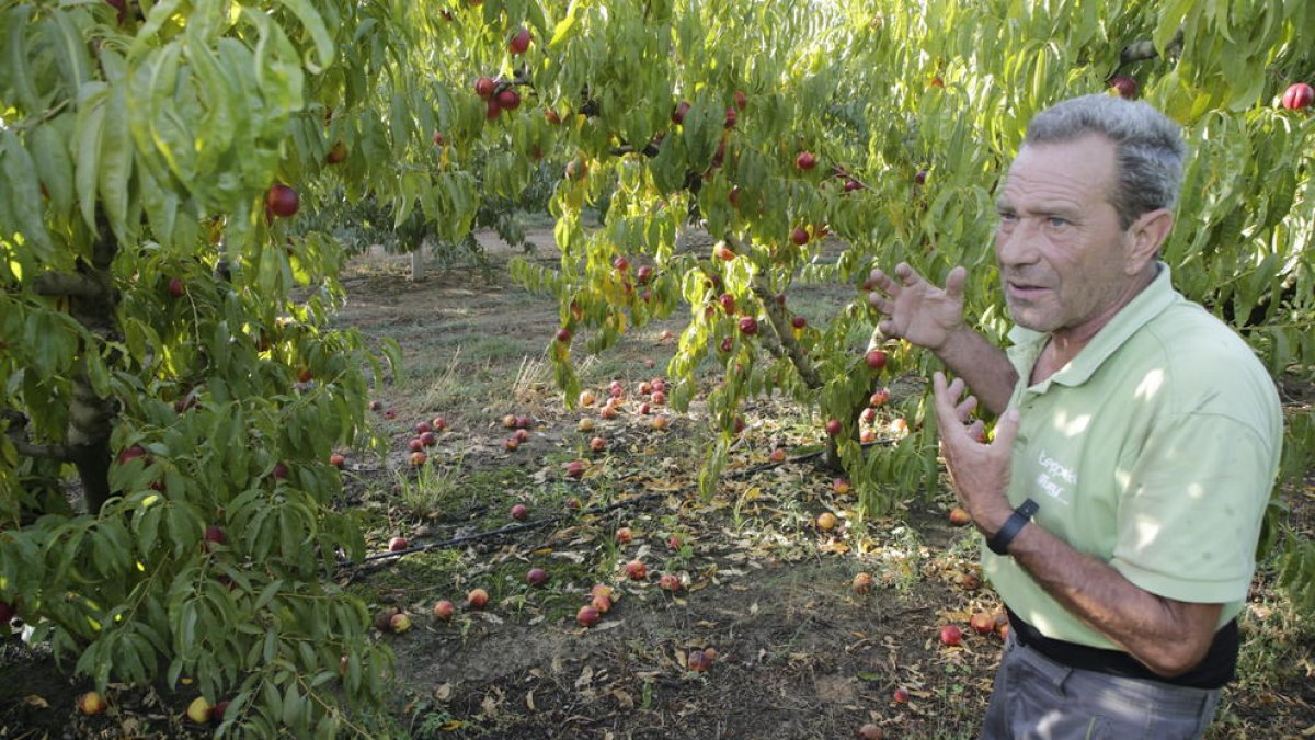 Un agricultor revisant dimarts una finca després de la tempesta de pedra.