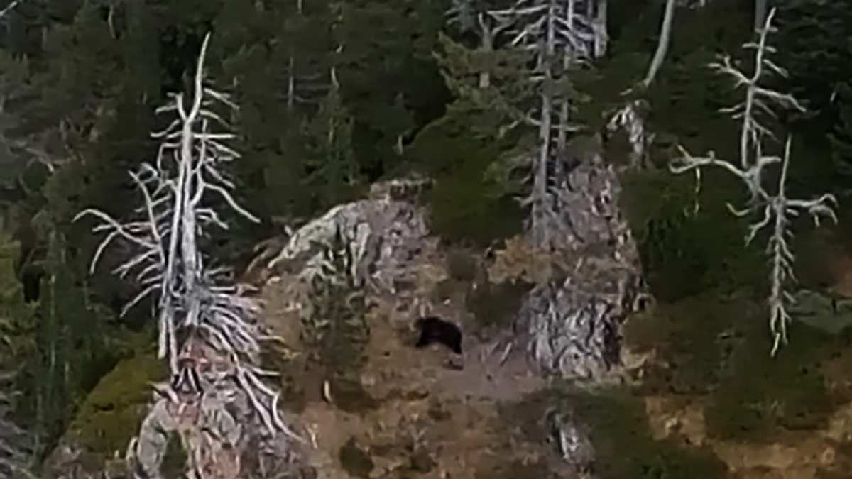 Vista aérea del oso Goiat en la Val d'Aran.