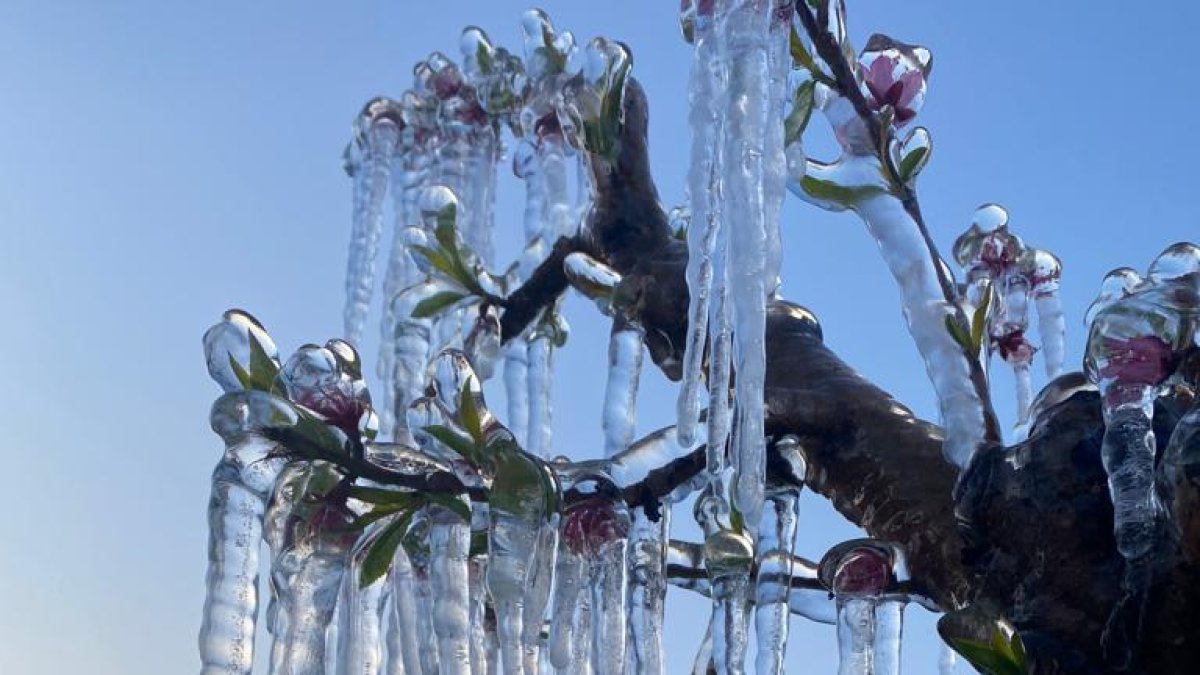 Gelades als camps de Lleida del 2 d'abril de 2022