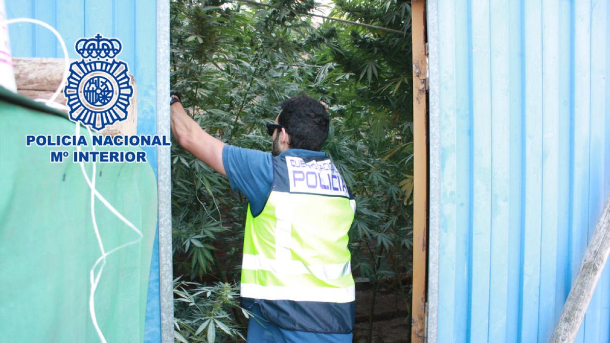 Desmantelada una plantación de marihuana en Mollerussa