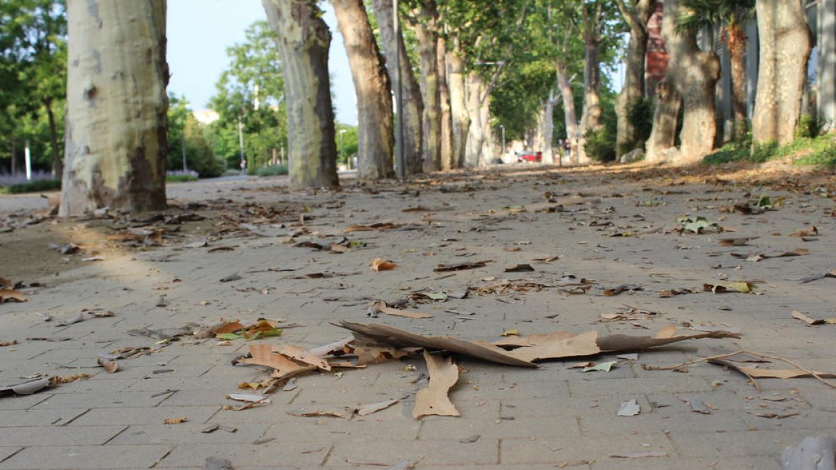 Els arbres embruten els Camps Elisis