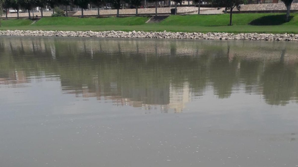 Repoblació de barbs al tram del Segre al seu pas per Balaguer.