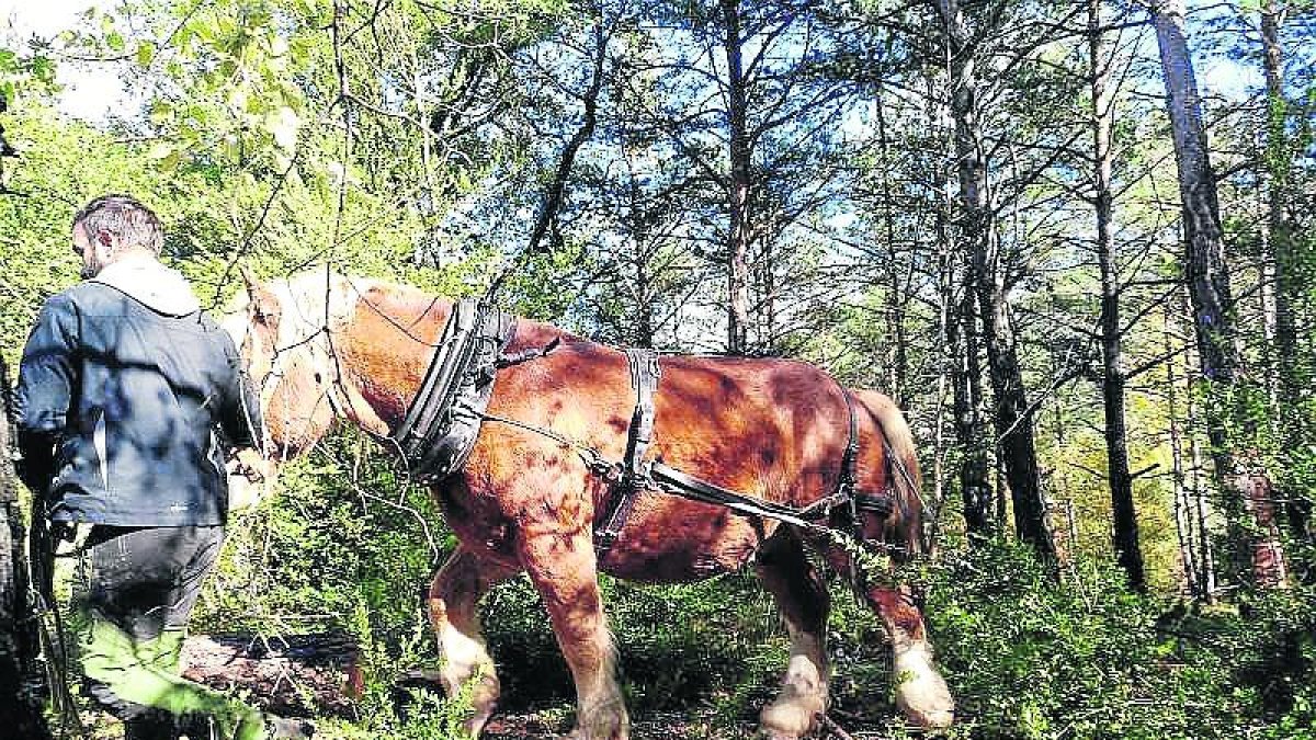 Un dels cavalls arrossegant troncs a Arcalís.