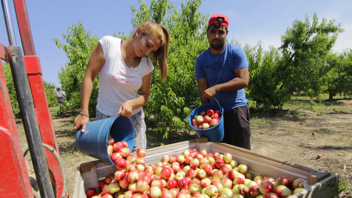 Imagen de recolección de nectarinas en el Baix Segre el año pasado.