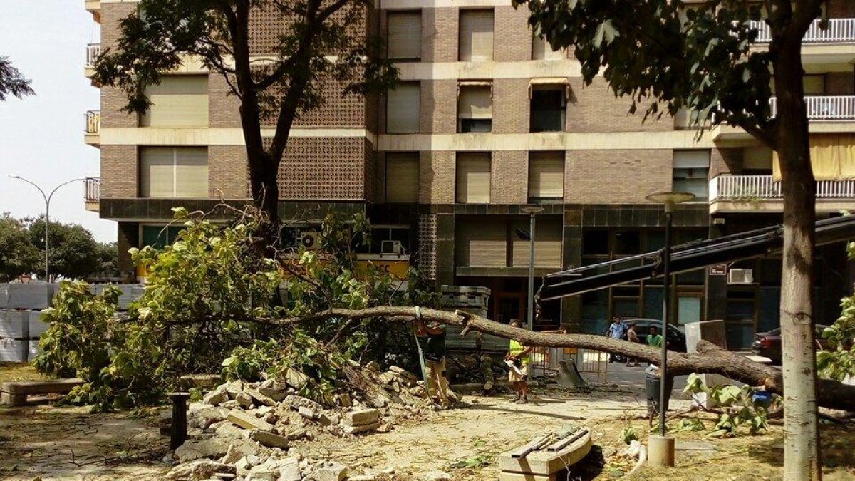 Imagen del momento en que los operarios talaron el árbol.