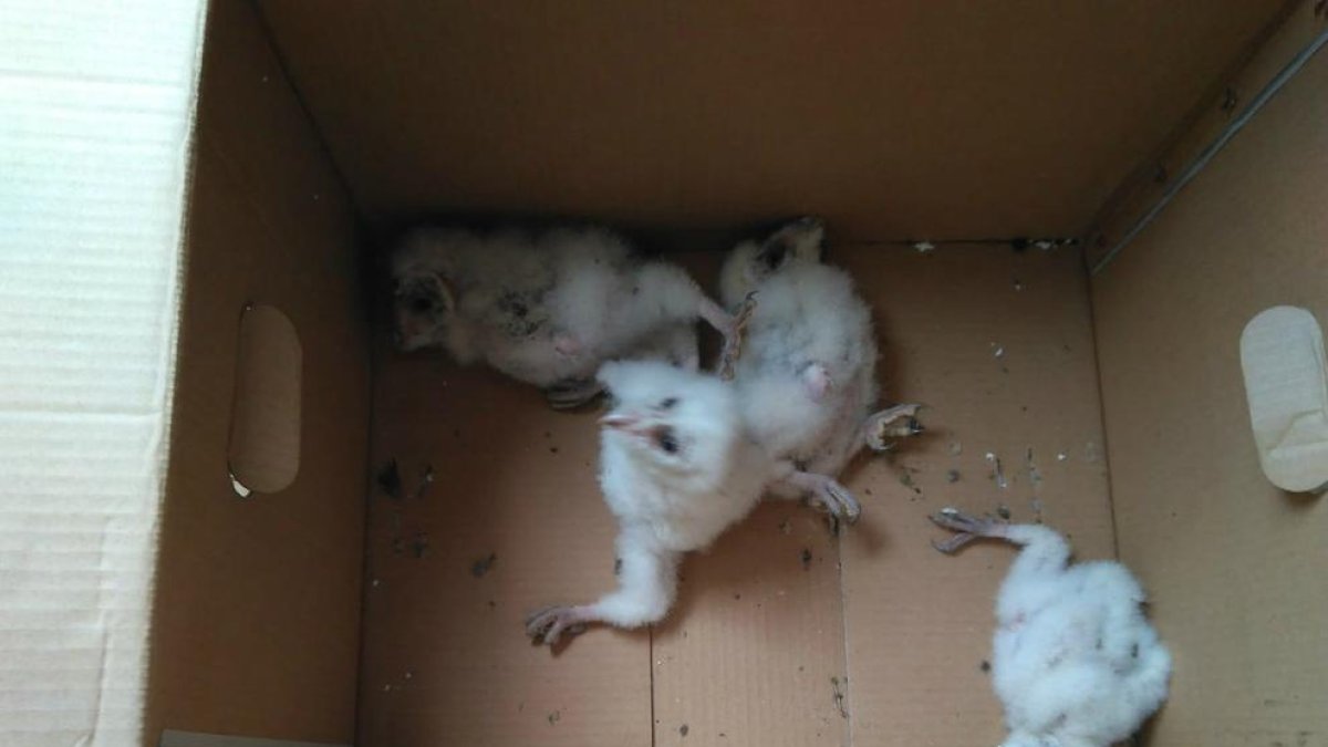 Imatge de les cries d’òliba rescatades a Linyola.