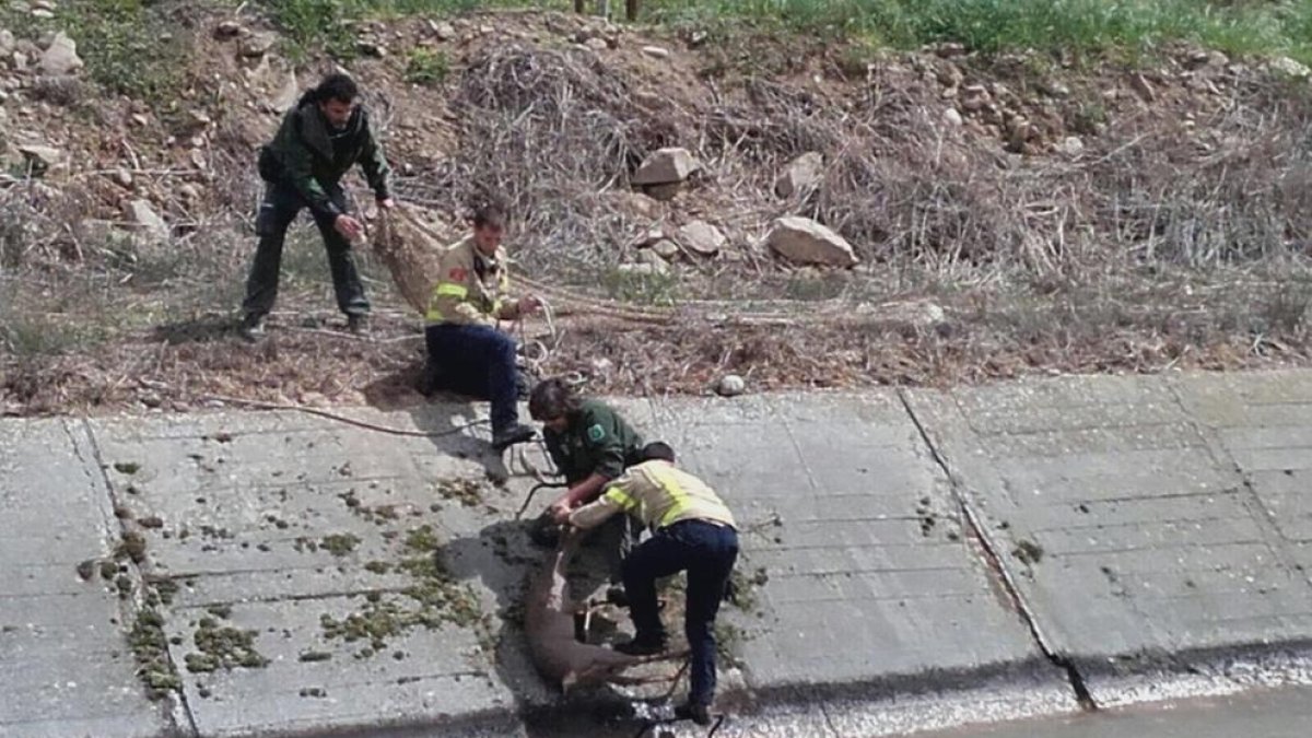 Rescaten un cabirol atrapat al canal a Vilanova de la Barca