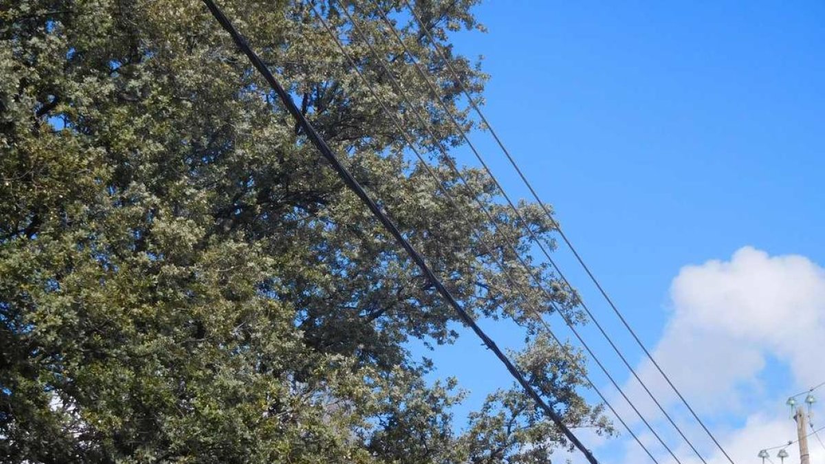 Imagen de los cables junto a los árboles en Àger.