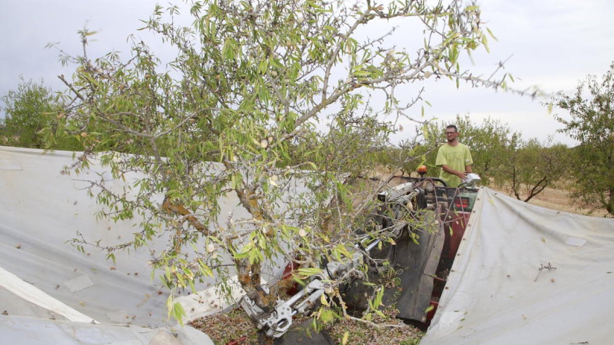Imagen de recogida de almendra en el inicio de la campaña del año pasado en Maials.