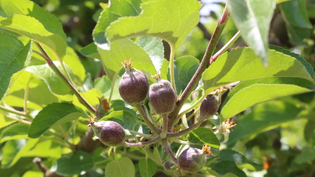Imatge de pomeres captada ahir en una finca del Pla d’Urgell.