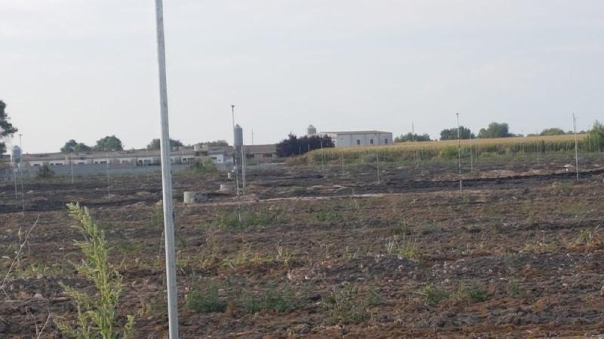 La zona on es van aplicar els residus compostats.
