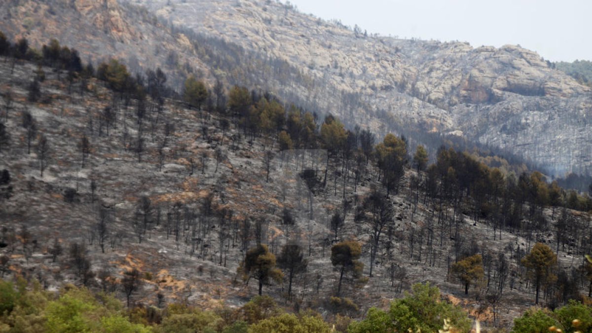 Tierra quemada después del incendio de Baldomar