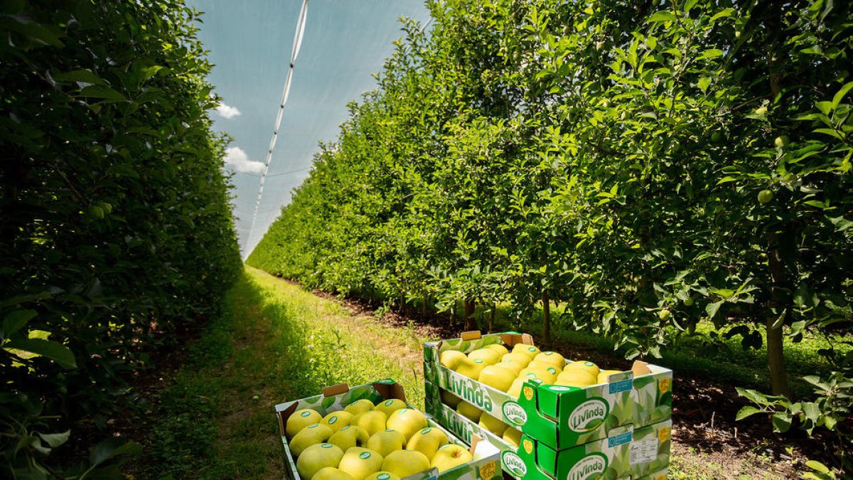 Nufri preveu recollir 75 milions de quilos de poma aquesta campanya
