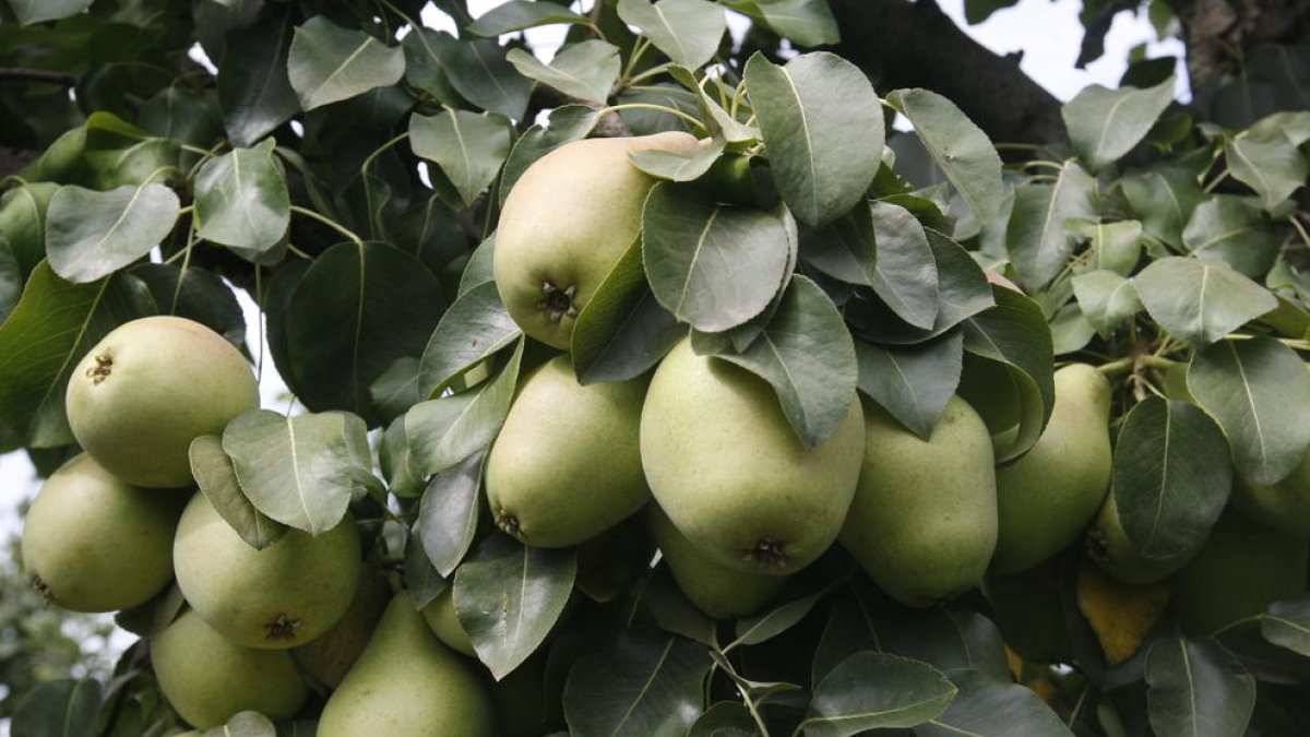 Peras de la variedad Blanquilla este miércoles a punto de su recolección en una finca de Lleida.
