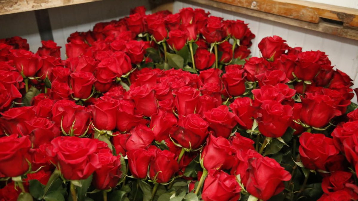 Les roses roges seran, un any més, les preferides per a Sant Jordi.