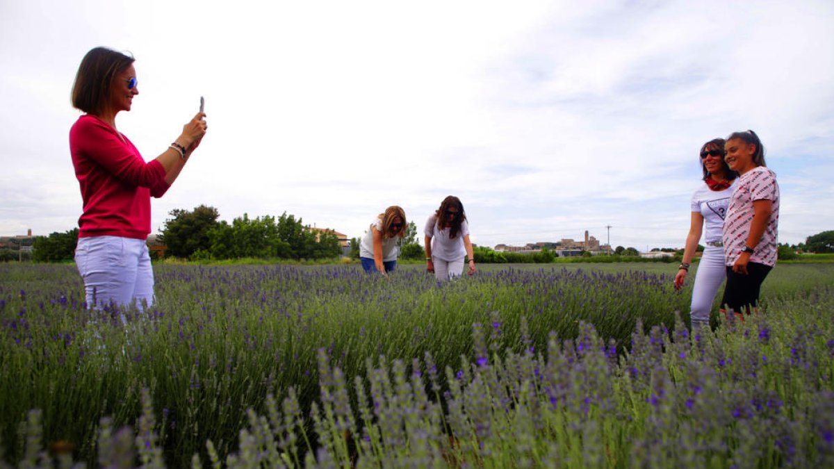 Primera edición de la feria de floración de la lavanda en L’Horta