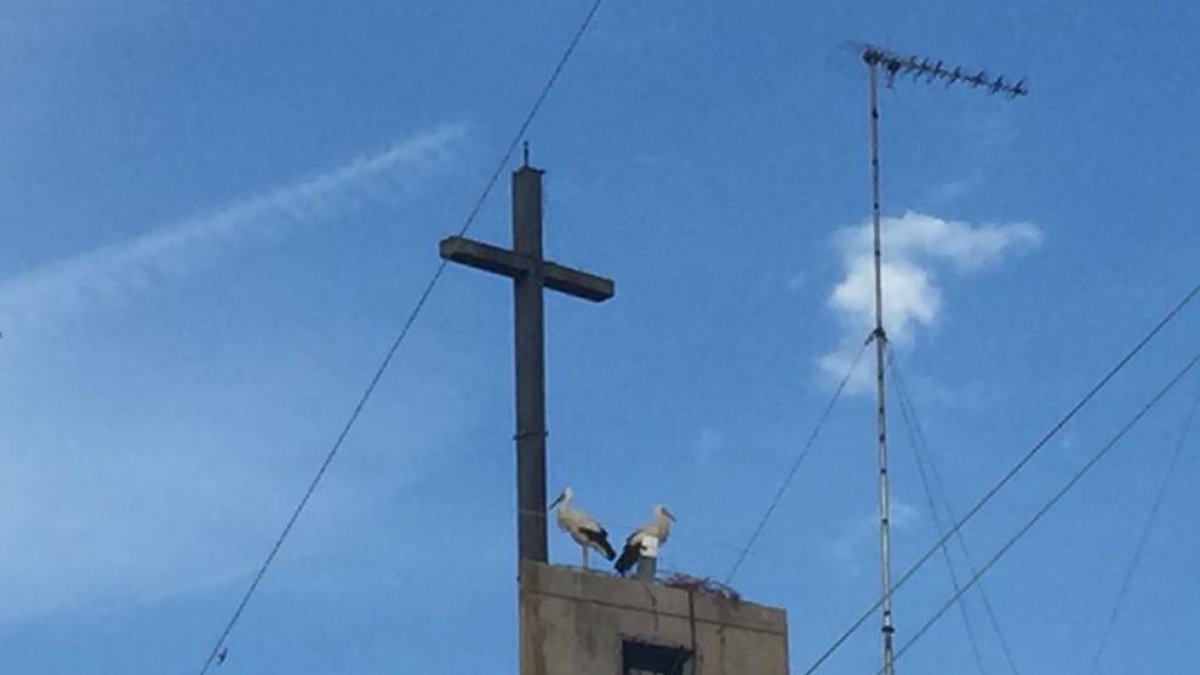 Una parella de cigonyes, ahir al campanar de Gardeny.