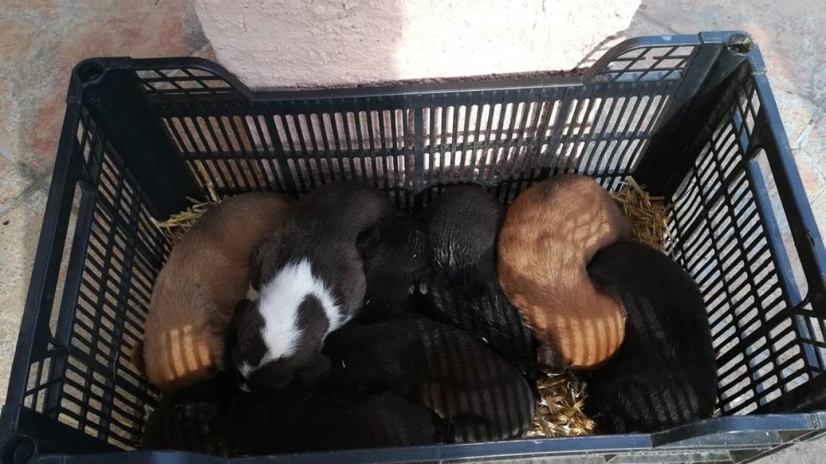 Imagen de los cachorros en la caja en la que los abandonaron.