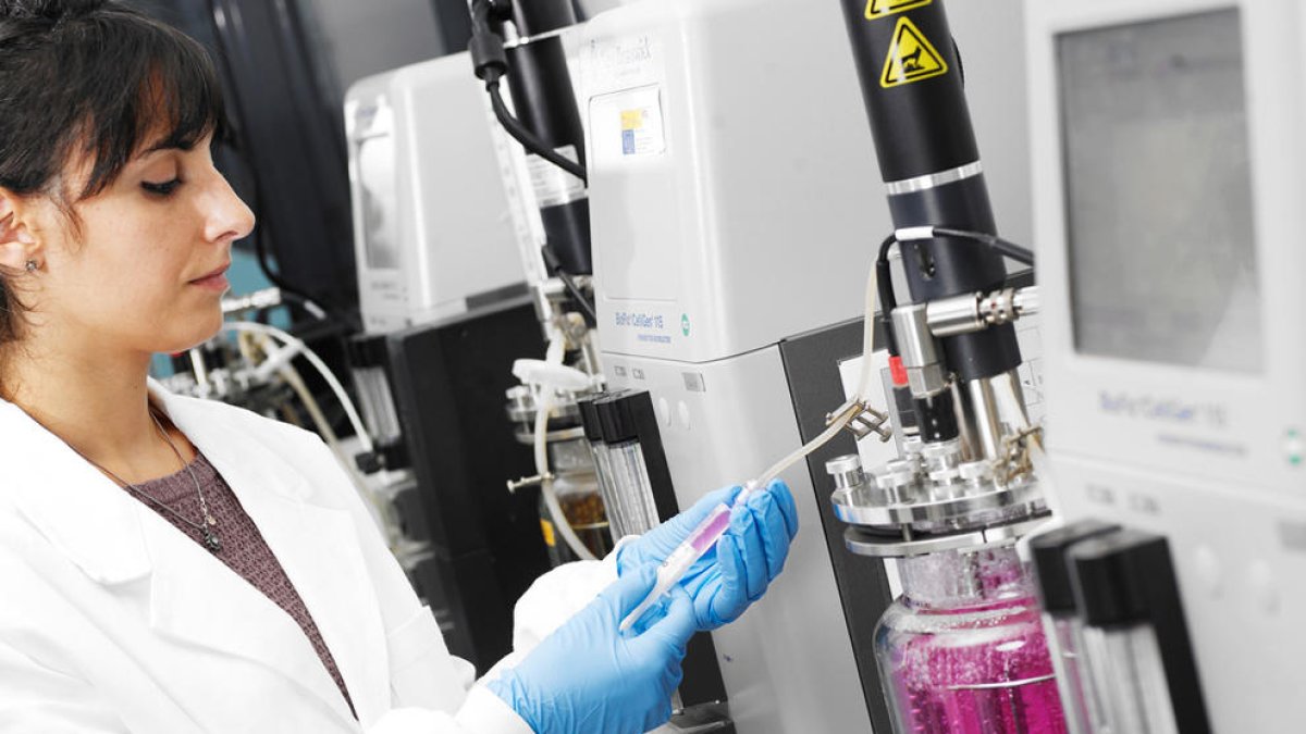 Amparo Gotor Vila, treballant al laboratori.