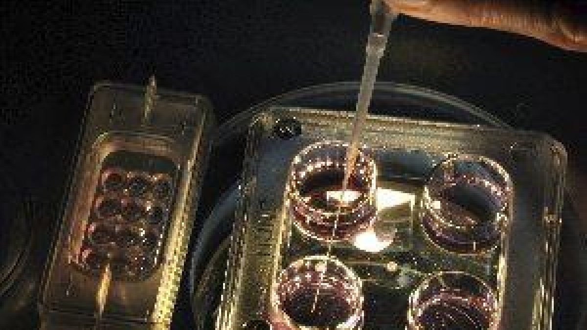 Expertos británicos desarrollan óvulos humanos en laboratorio por primera vez