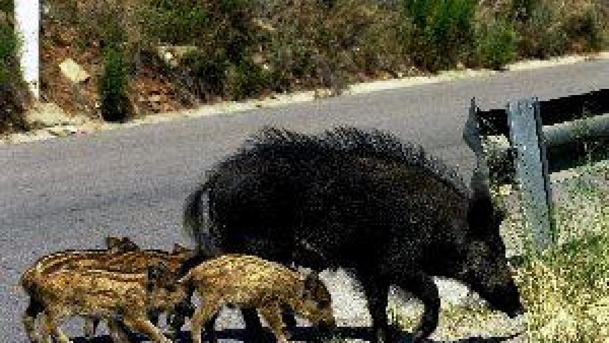 El jabalí causa uno de cada tres accidentes de tráfico provocados por animales