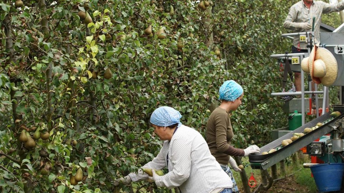 Imagen de archivo de recogida de peras en una finca de Nufri.