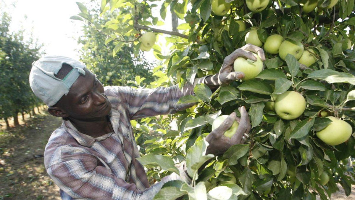 Imagen del inicio de recogida de manzana Golden este verano en una finca leridana.