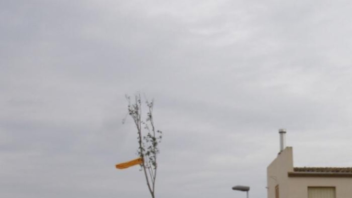 Imagen de la plantada del chopo del año pasado en Vallfogona de Balaguer.