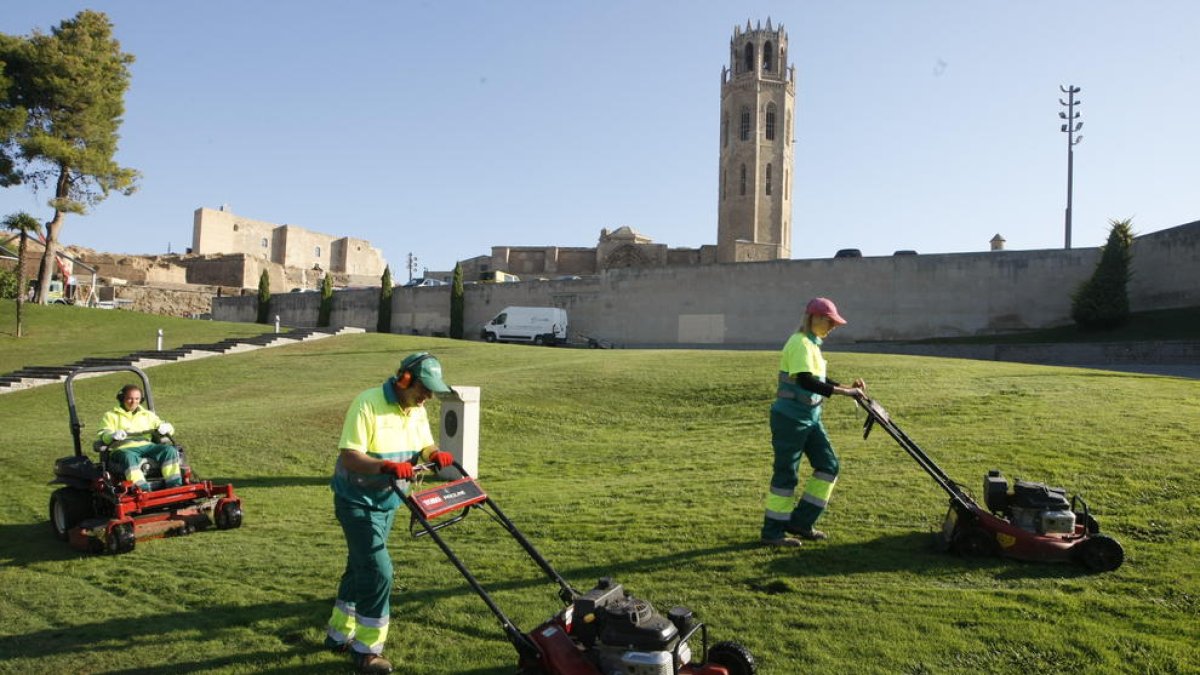 Jardiners adequant l’entorn de la Seu Vella.