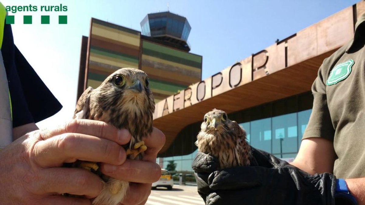 Imagen de los dos cernícalos.