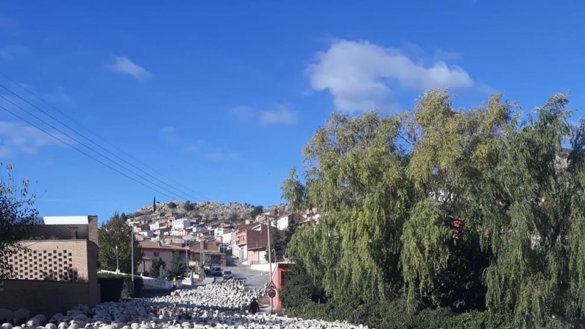 Imatge del ramat de 1.400 ovelles creuant Castillonroi en direcció sud cap a Alcarràs.