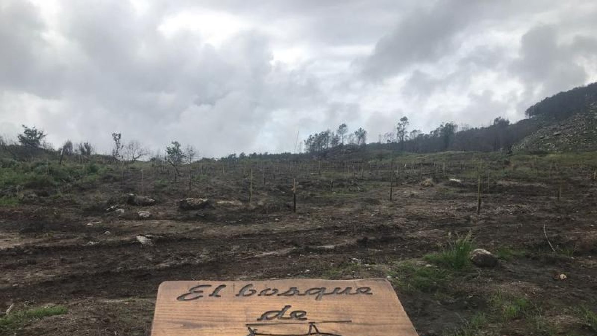 ‘Volando voy’ reforesta Galicia