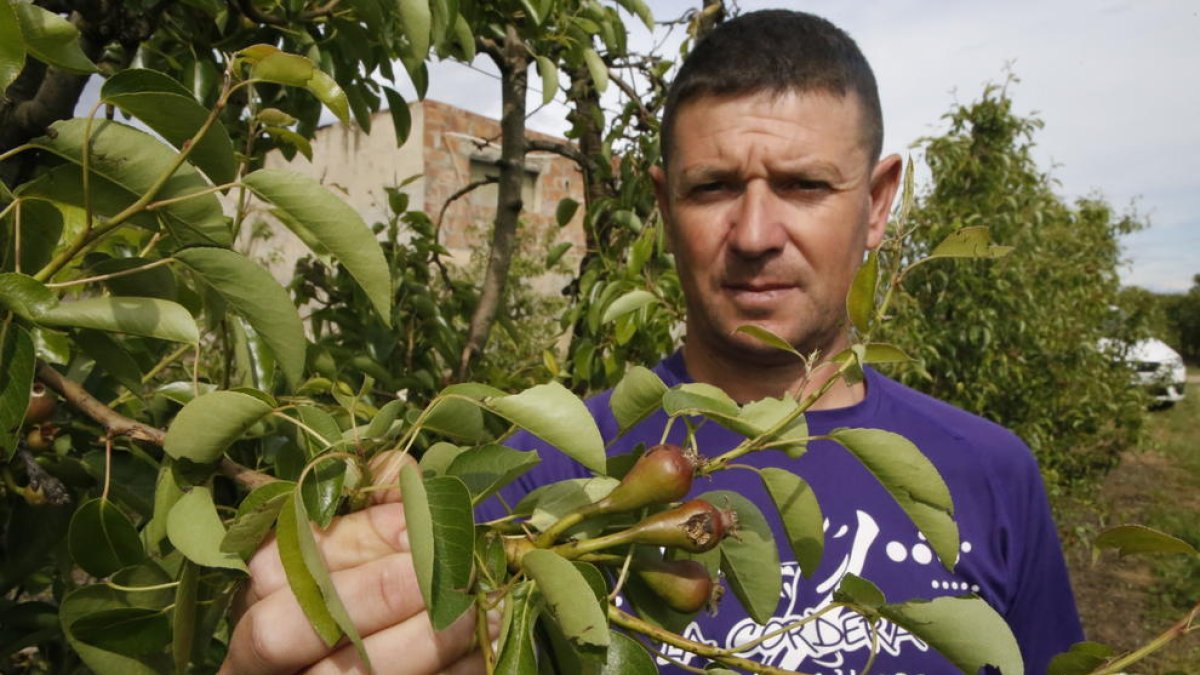 Aquest agricultor d’Albesa mostra fruita destrossada per la tempesta de pedra que va escombrar la Noguera dissabte.