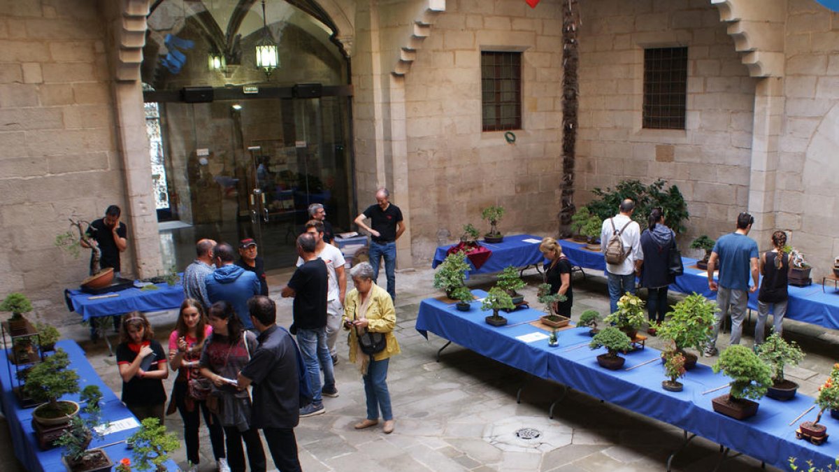 Muestra de bonsáis en el patio del IEI