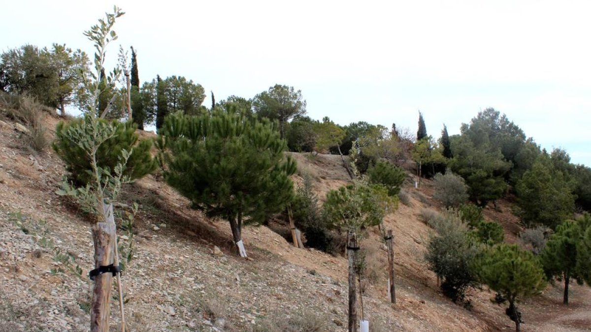 Les alzines que s’han plantat al parc de Sant Eloi.