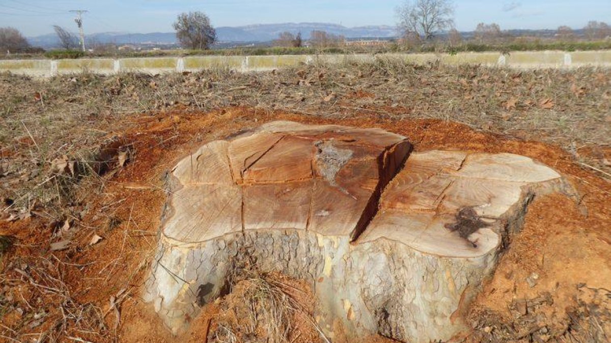 Un arbre tallat al costat del canal d’Urgell a Agramunt.