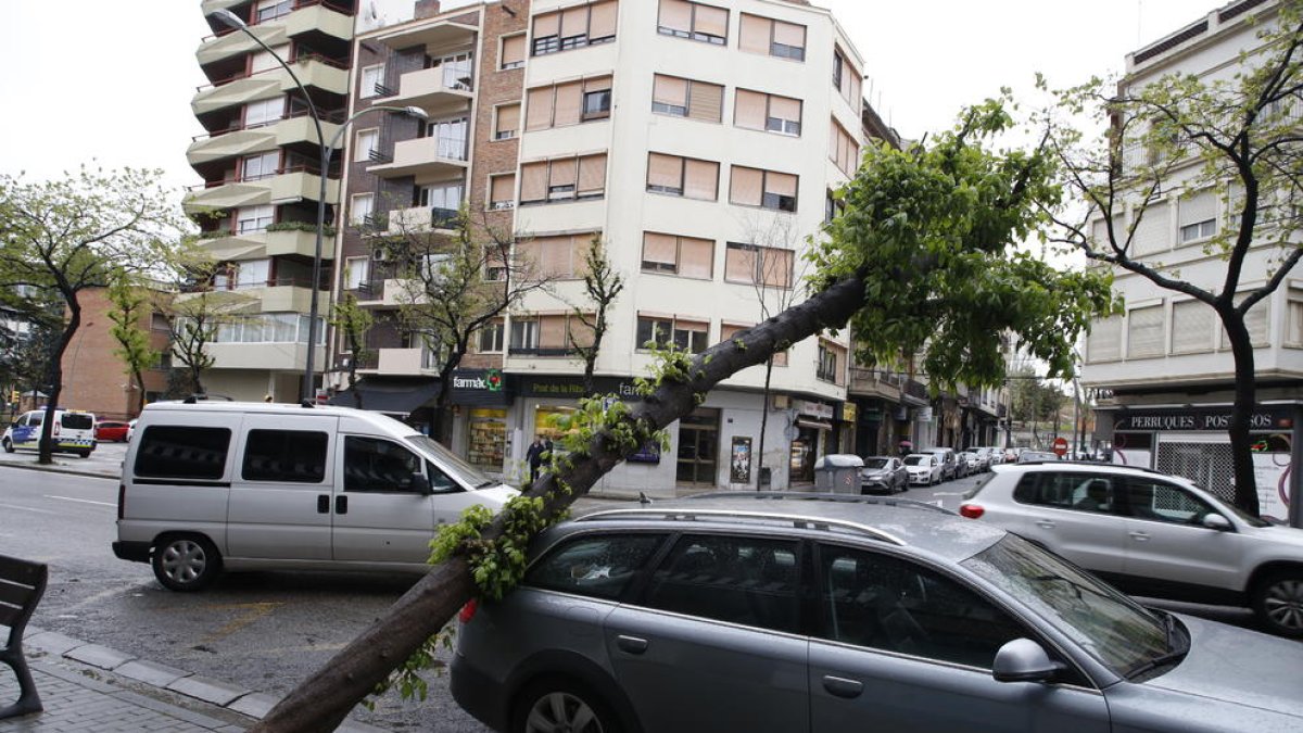 Cau un arbre sobre un cotxe estacionat a Prat de la Riba