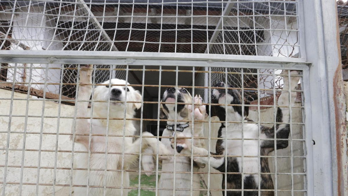 Imatge d’arxiu de la gossera municipal, a la Caparrella.