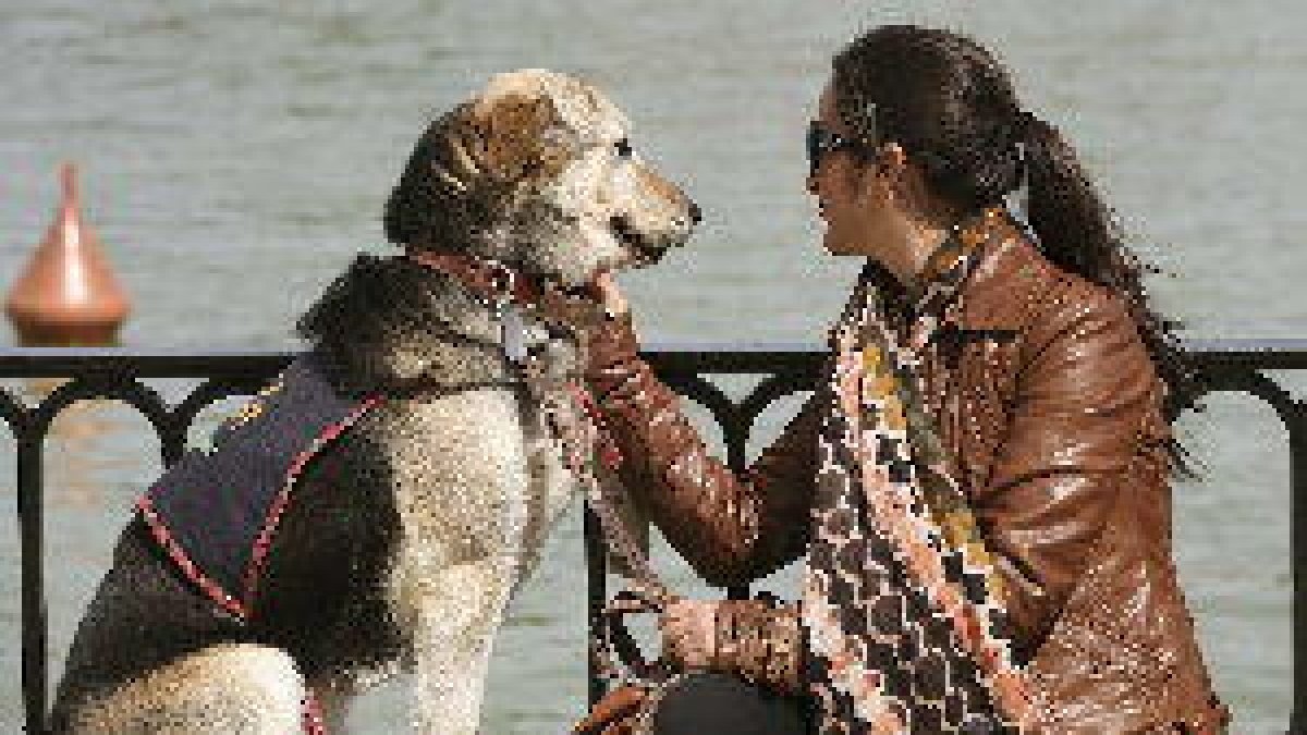 Una asociación catalana rescata perros miedosos abandonados en toda España