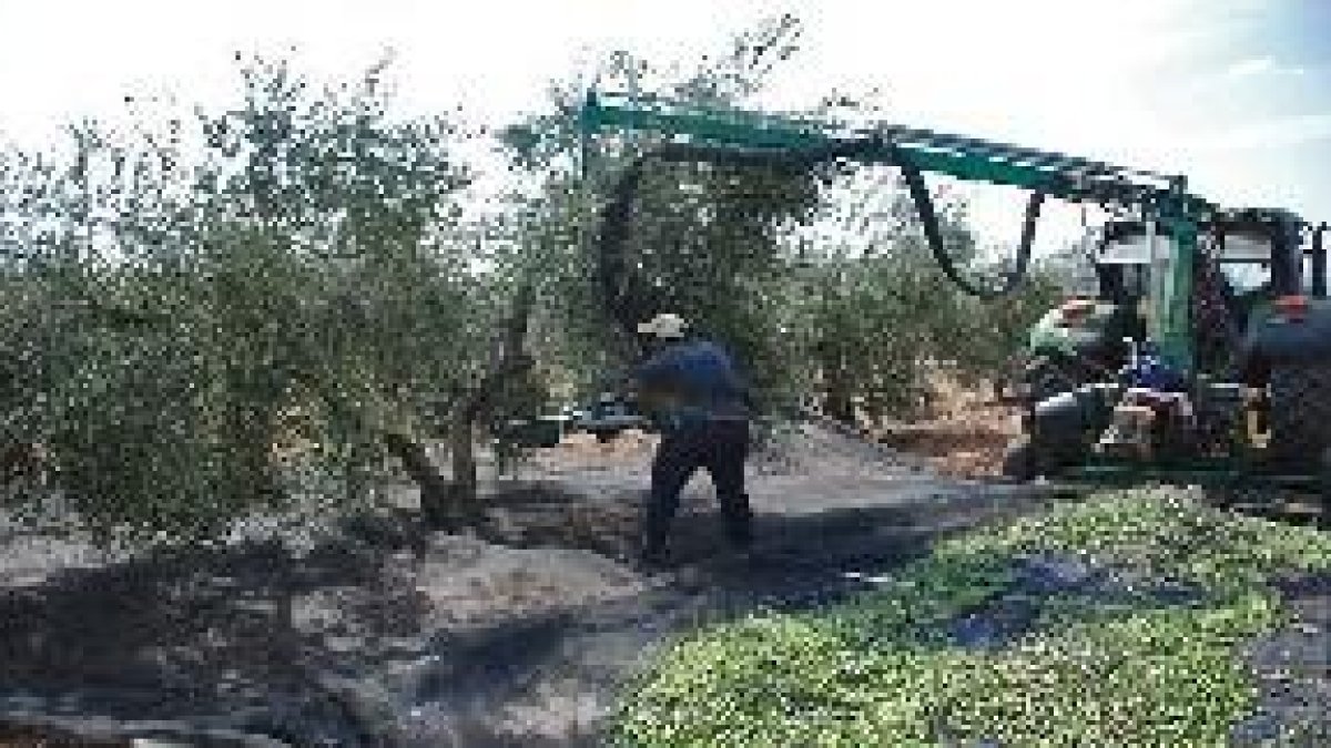 Patentan una cosechadora que agita a la vez tronco y ramas para recolectar los frutos
