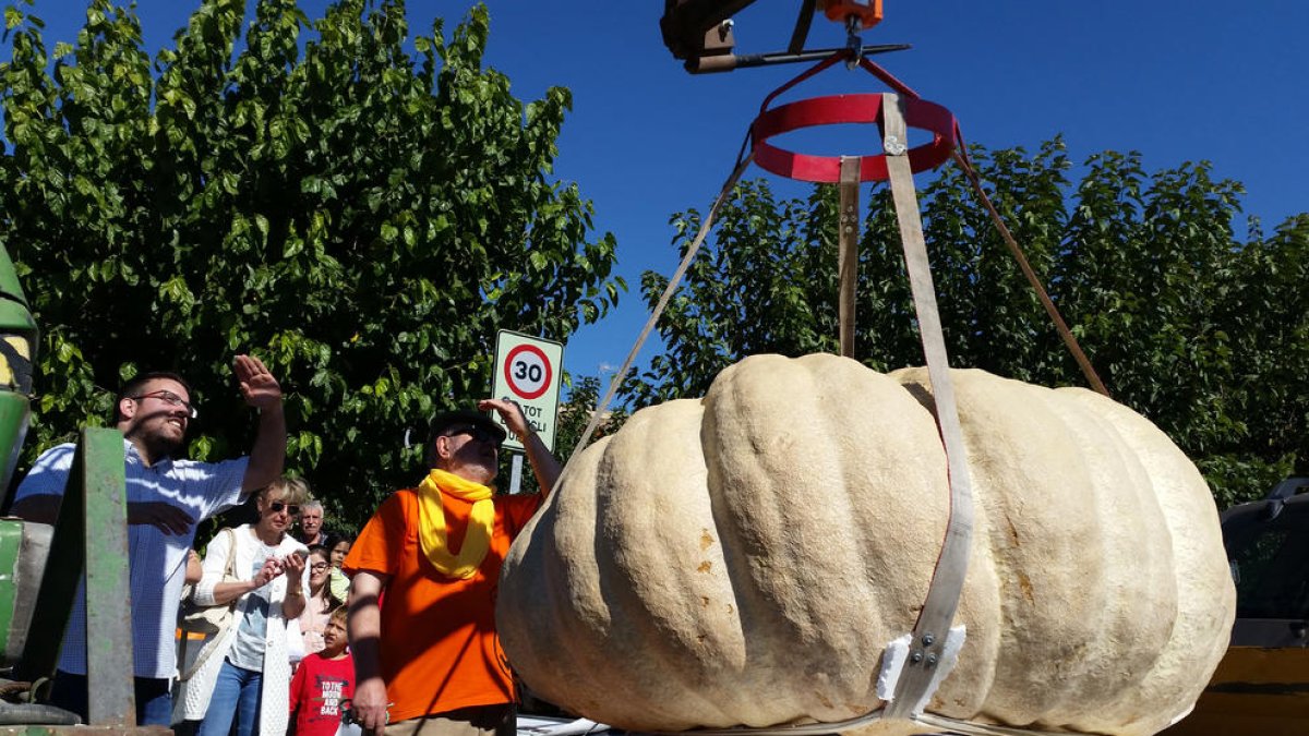 Carabasses amb pedigrí a Sedó