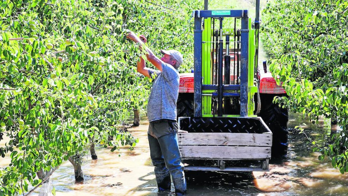 Un pagès recollint fruita amb botes d’aigua, ahir a la Granja d’Escarp.