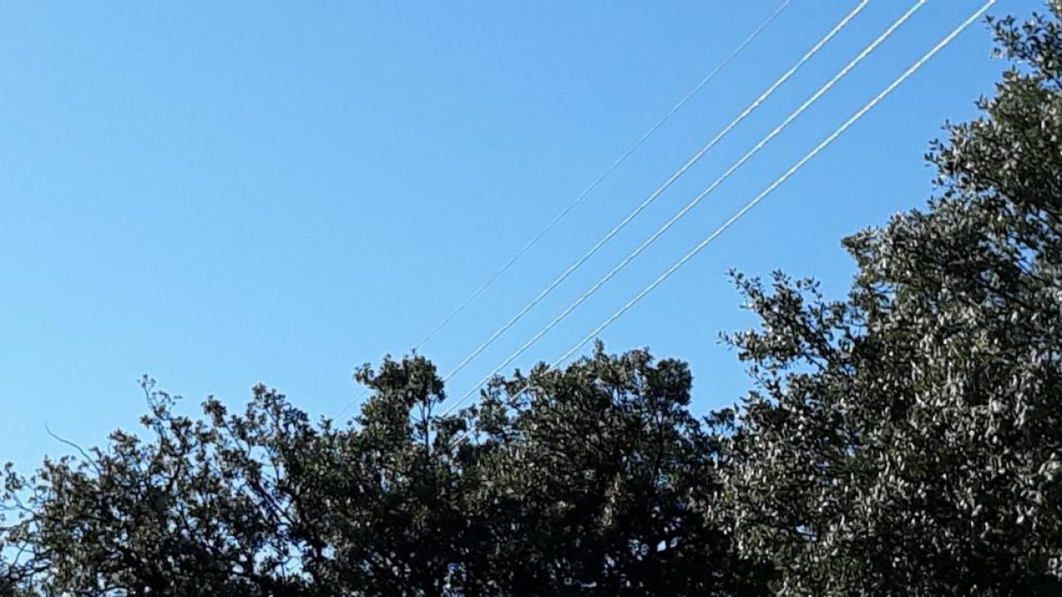 Cables de la luz pasando junto a los árboles en la urbanización.