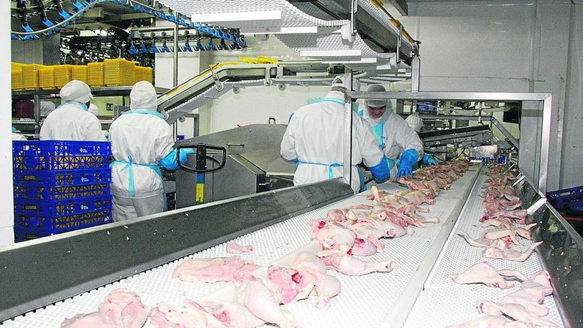 Los auxiliares veterinarios de los mataderos de Catalunya convocan una huelga para el 5 y 6 de noviembre