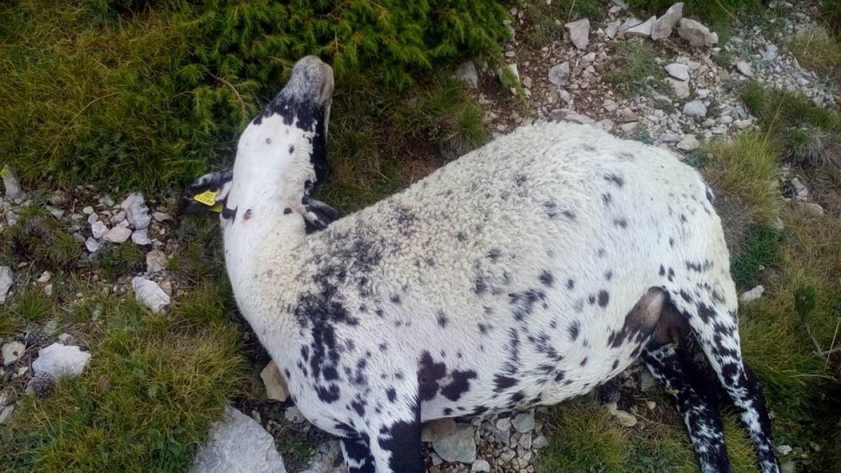 Una de les ovelles que van trobar degollades però no devorades.